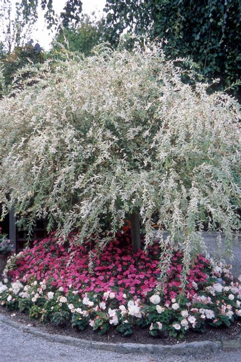 Willow Nishiki Dappled Japanese In 2020 Shade Plants Ornamental Trees