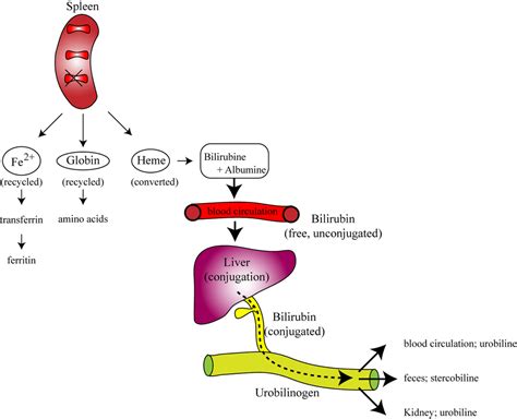 Human Physiology – Hematology and Characteristics of Blood Cells ...