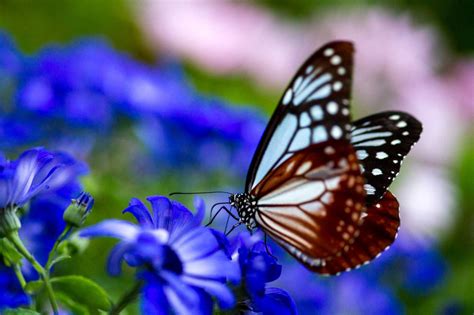 チョウ類 虫の写真と生態なら昆虫写真図鑑「ムシミル」