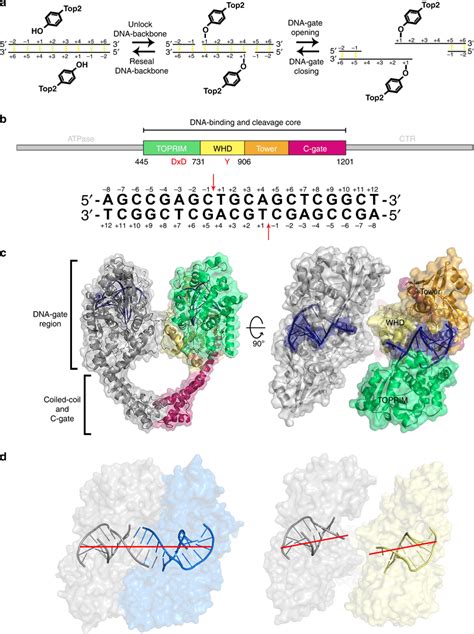 Structure Of Top2 Cleavage Complex Showing Opening Of The DNA Gate A