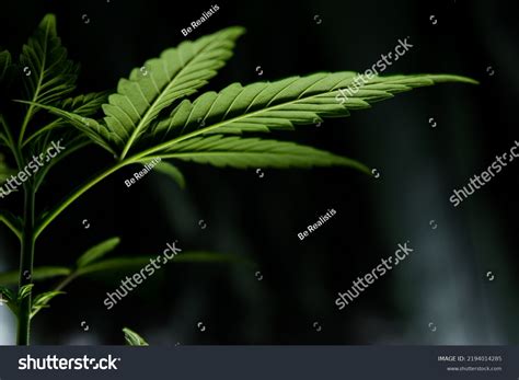 Cannabis Leaf Closeup Background Wallpaper Stock Photo 2194014285 ...