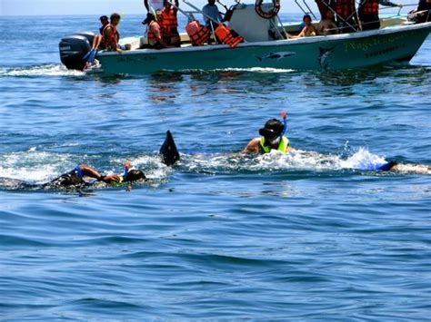 How To Swim with Whale Sharks in Mexico - Indiana Jo