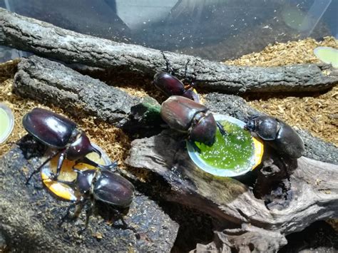 カブトムシを飼おう！9日目≪衣装ケース飼育≫