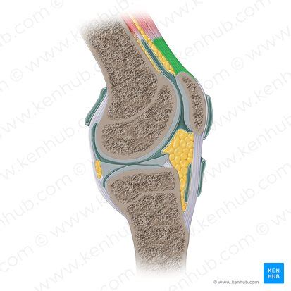 Musculus Quadriceps Femoris Anatomie Und Funktion Kenhub