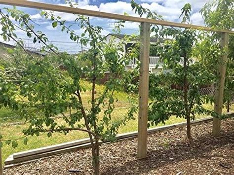 Espalar Post Mounted Heavy Duty Espalier Trellis Kit For Climbing