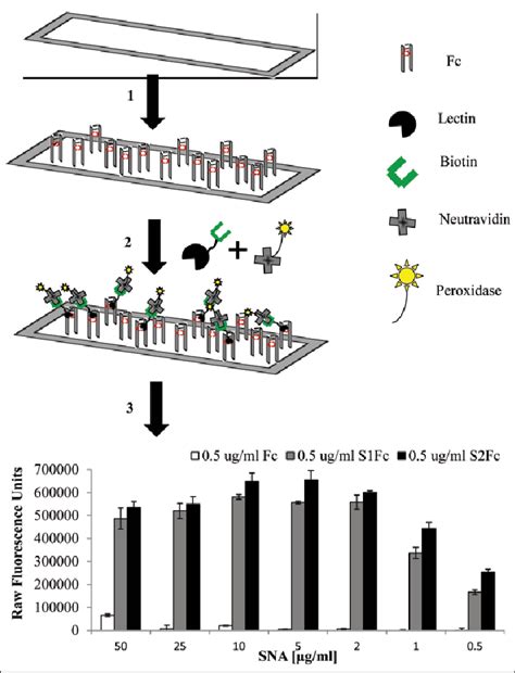 Lectinenzyme Linked Immunosorbent Assay Elisa A Schematic Drawing