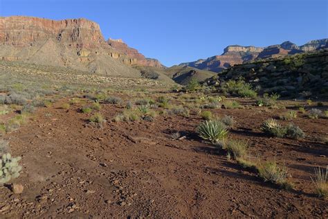 Grand Canyon Cattle Route