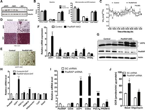 PexRAP Inhibits PRDM16 Mediated Thermogenic Gene Expression Cell Reports