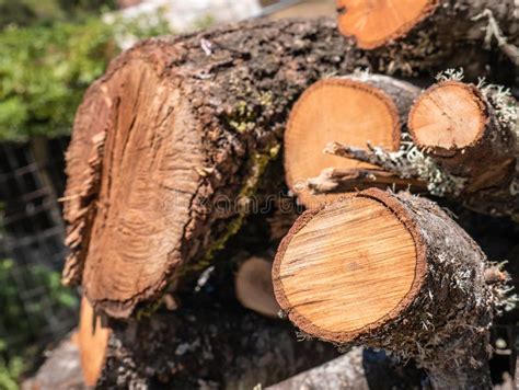 Oak Log Cut for Firewood and Covered with Lichens Surrounded Stock Image - Image of covered ...