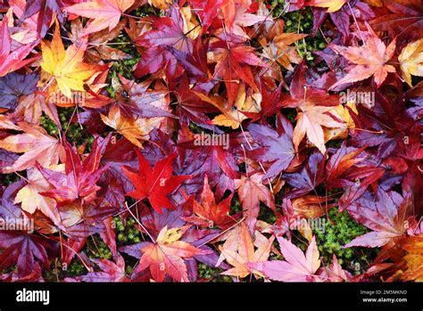 Autumn Foliage In Japan Colourful Japanese Maple Trees During Momiji