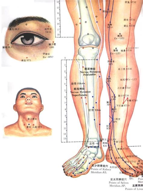 Tai Chi Qigong Charts Acupuncture Points Chart Acupressure Points