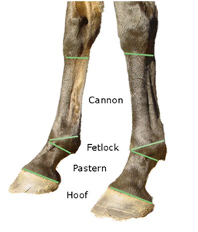 Equine Lameness Flashcards Quizlet