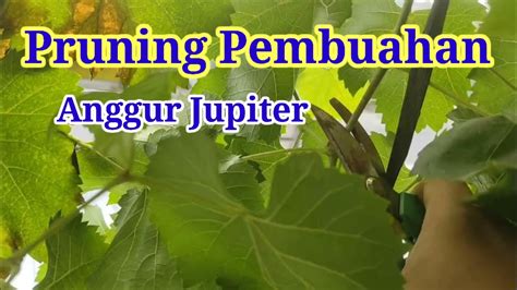 Pangkas Pembuahan Anggur Jupiter YouTube