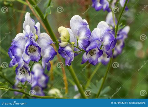 Aconite Flowers Stock Images - Download 541 Royalty Free Photos