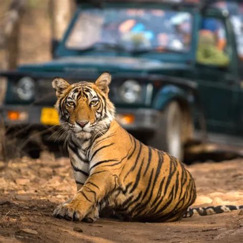 12 Tiger Safari National Parks in India & Tour Packages 2023