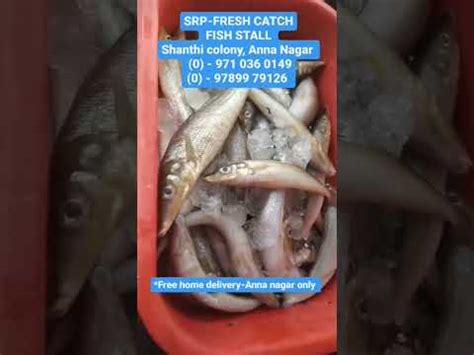 Srp Fresh Catch Fish Stall Shanthi Colony Anna Nagar Chennaifish