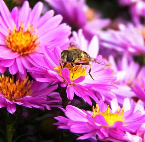 Astuces Surprenantes Pour Attirer Les Abeilles Au Jardin Gardena