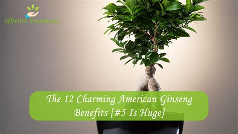 The 12 Charming American Ginseng Benefits [#5 Is Huge]