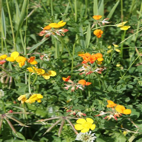 Common Bird Foot Trefoil Wildflower Seed John Chambers