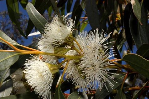 Plantfiles Pictures Eucalyptus Species Mallee Tree Norseman