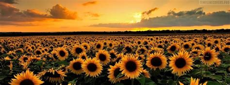 Sunflower Field Facebook Cover