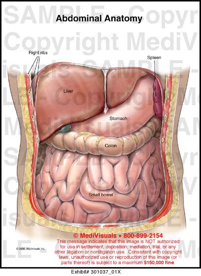 Human Abdominal Anatomy Diagram