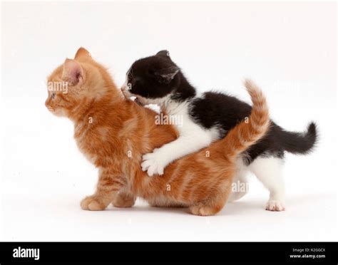 Black-and-white kitten playfully attacking ginger kitten Stock Photo ...