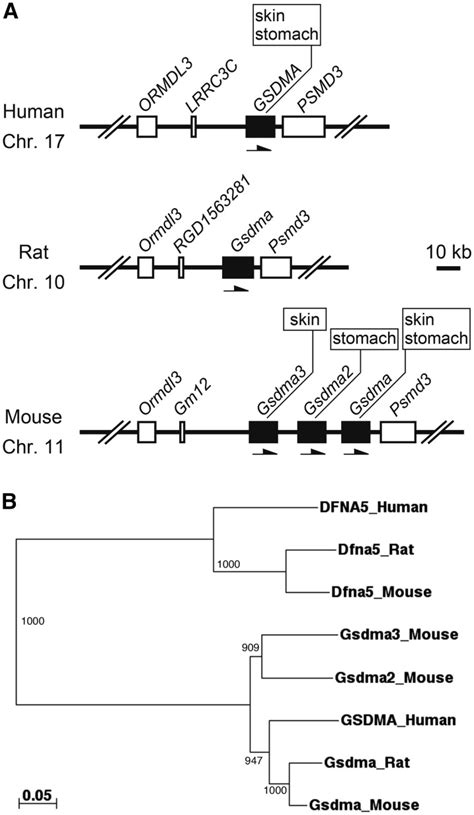 gsdma orthologous genes  human rat  mouse   genome