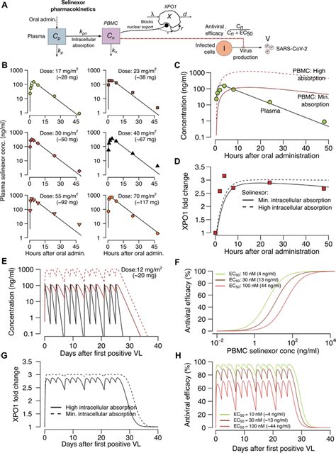 Projected Pk And Pd Of Selinexor Therapy A Complete Model Of Download Scientific Diagram