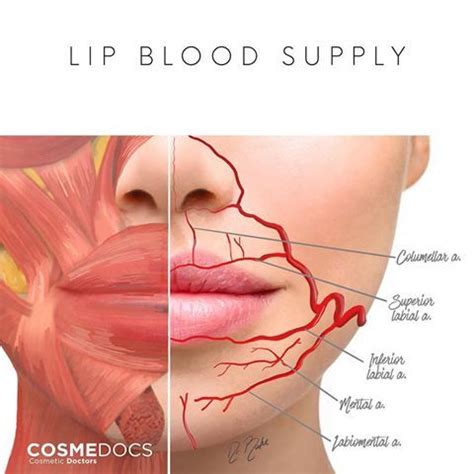 Resultado De Imagen De Lip Vascular Anatomy Facial Fillers Perfect