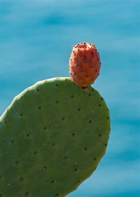 Barrel Cactus · Free Stock Photo