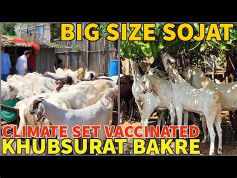 Super Quality Sojat Bakro Ka Lot Farm Set Vaccinated Lo Or Shauk Kro