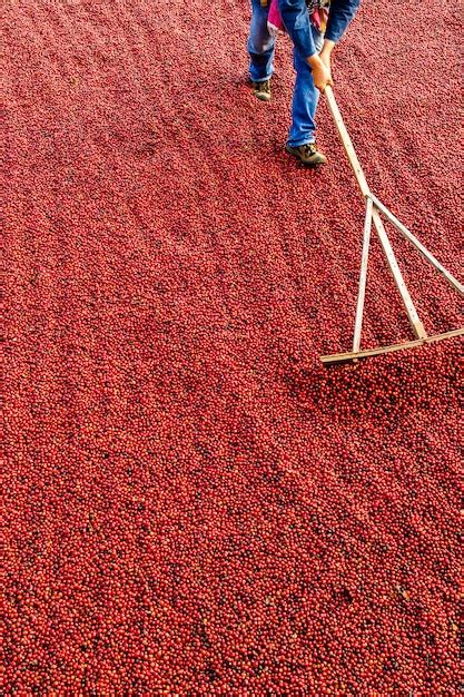 Granos De Caf Secado Al Sol Cafetales En Finca Cafetalera Foto Premium