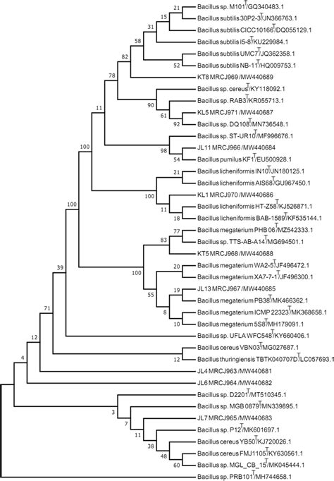 Phylogenetic Tree Of Identified Bacterial Endophytes Neighbour Joining