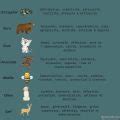 Liste des animaux spirituels et leur signification Terres d éveil