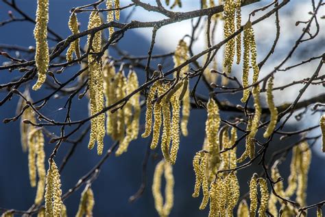 Le printemps se confirme Alec Bétrancourt Flickr