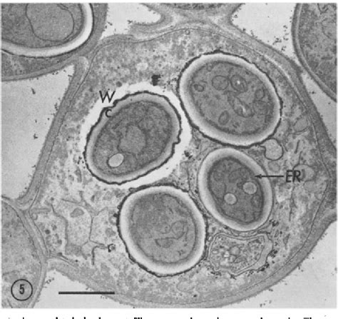 Ascospore Formation