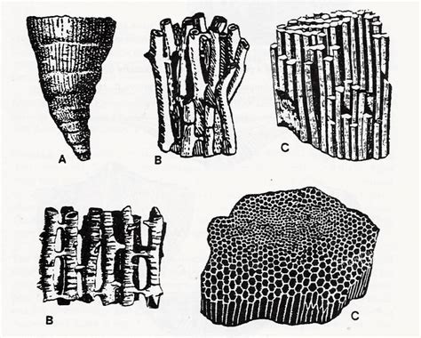 GreeneCounty Devonian: the coral reefs arrive – The Catskill Geologist