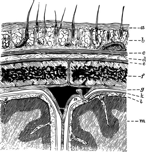 Layers of the Scalp and Membrane of the Brain, vintage illustration ...