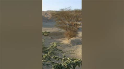Description Gharqad ka darakht|reality of gharqad tree in Israel|Tree