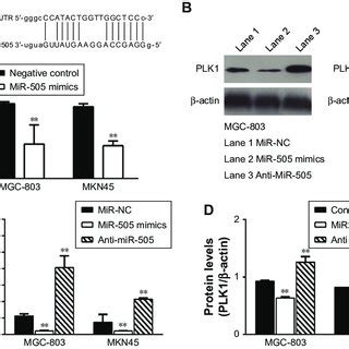 Mir 505 Directly Regulates PlK1 Expression In Gastric Cancer Cells