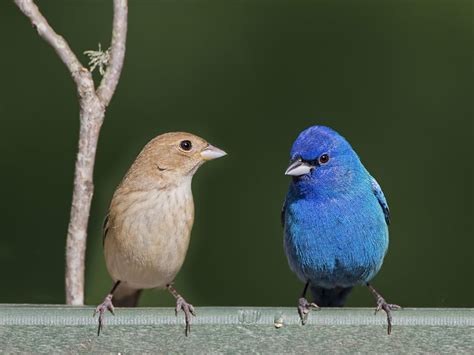 Female Indigo Bunting