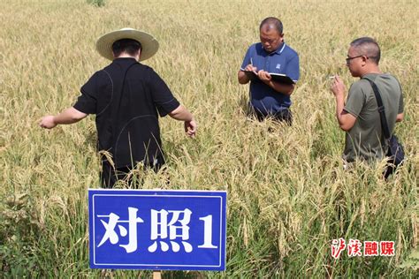 泸溪开展水稻化肥减量增效“三新”技术示范测产验收泸溪新闻网