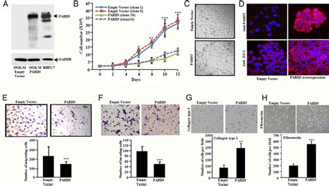 Forced Expression Of Pard3 Slows Proliferation Alters Cell Morphology