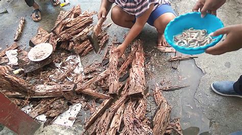 Makanan Khas Mentawai Towek YouTube