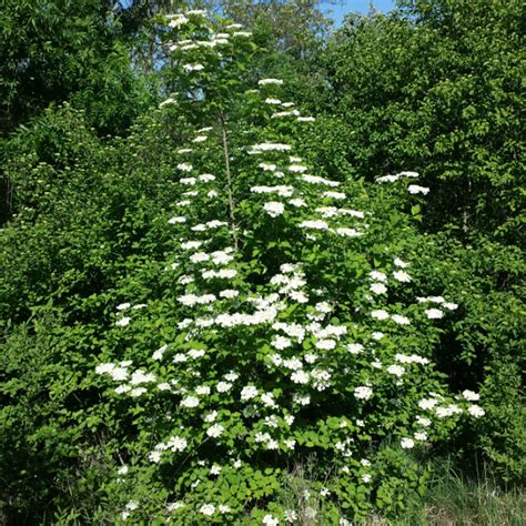 Kalina Koralowa Viburnum Opulus Sadowniczypl