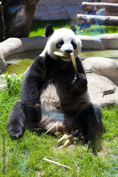 giant panda bear Stock Photo | Adobe Stock