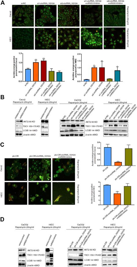 Frontiers Hsa CircRNA 103124 Upregulation In Crohns Disease Promotes