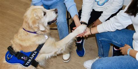 C Mo Se Entrenan Los Perros Que Ayudan En Terapias Asistidas