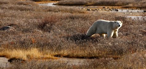 Polar Bear Brown Env_EricRock CROP_Web | Good Nature Travel Blog